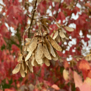 ACER buergerianum