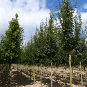 ACER campestre 'Huibers Elegant'