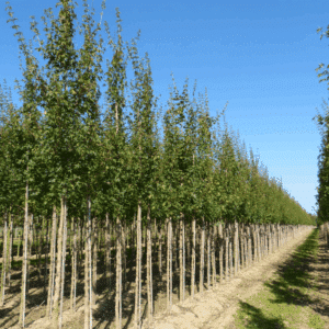 ACER campestre 'Queen Elisabeth'