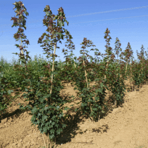ACER cappadocicum 'Rubrum'