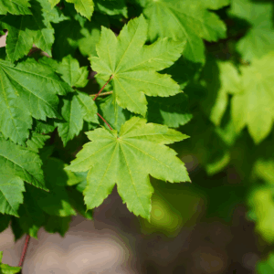 ACER circinatum