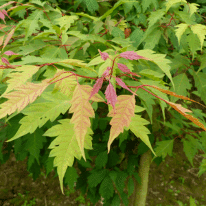 ACER cissifolium