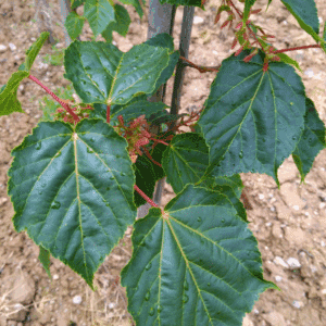 ACER davidii