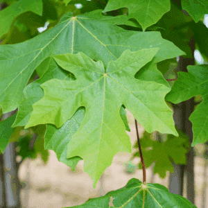 ACER macrophyllum