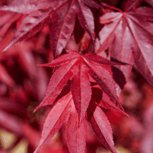 ACER palmatum 'Atropurpureum'