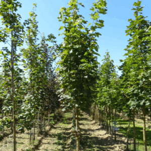 ACER platanoides 'Cleveland'