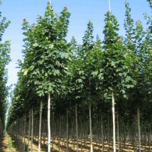 ACER platanoides 'Columnare'
