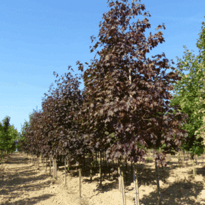 ACER platanoides 'Crimson King'