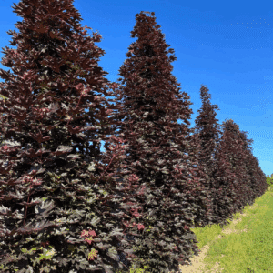ACER platanoides 'Crimson Sentry'