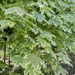 ACER platanoides 'Drummondii'