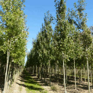 ACER x freemanii Armstrong