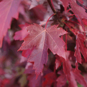 ACER x freemanii AUTUMN BLAZE® Jeffersred