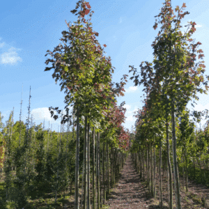 ACER x freemanii CELEBRATION® 'Celzam'