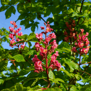 ACESCULUS x carnea 'Briotii'