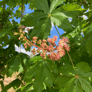 ACESCULUS x carnea 'Plantierensis'