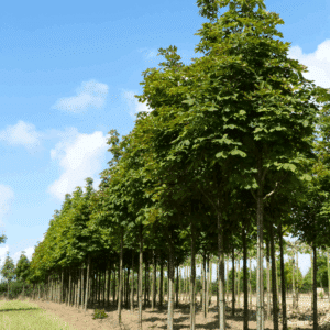 ACESCULUS hippocastanum