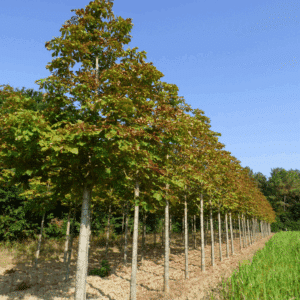 ACESCULUS hippocastanum 'Baumannii'