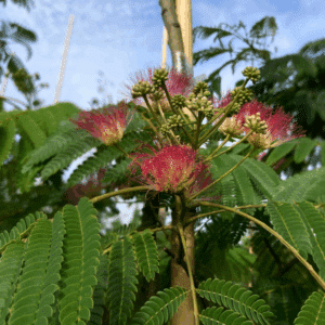 ALBIZIA julibrissin