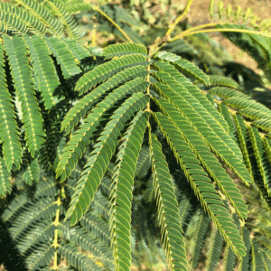 ALBIZIA julibrissin OMBRELLA® 'Boubri' COV