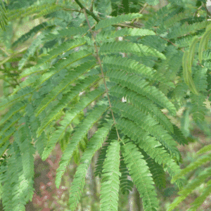 ALBIZIA julibrissin 'Pompadour'