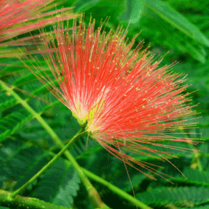 ALBIZIA julibrissin 'Rouge de Tuilière'