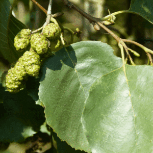 ALNUS glutinosa