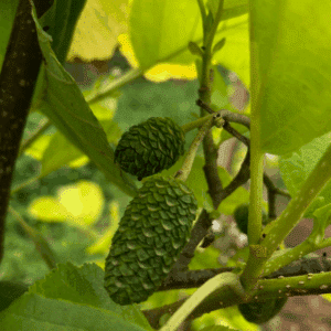 ALNUS glutinosa 'Aurea'