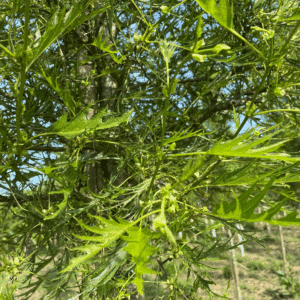 ALNUS glutinosa 'Imperialis'