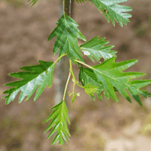 ALNUS glutinosa 'Laciniata'