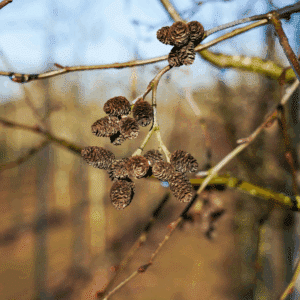 ALNUS incana