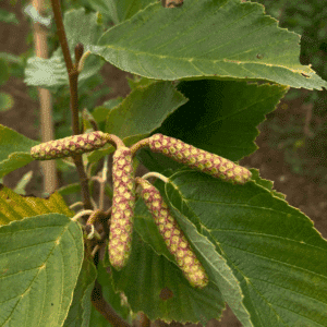 ALNUS incana 'Aurea'