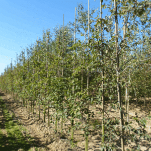 AMELANCHIER 'Ballerina'