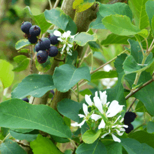 AMELANCHIER alnifolia 'Obelisk' COV