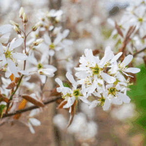 AMELANCHIER arborea 'Robin Hill'