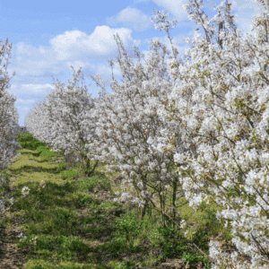 AMELANCHIER lamarckii