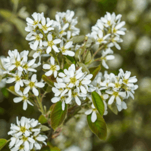 AMELANCHIER ovalis