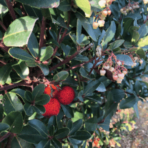 ARBUTUS unedo