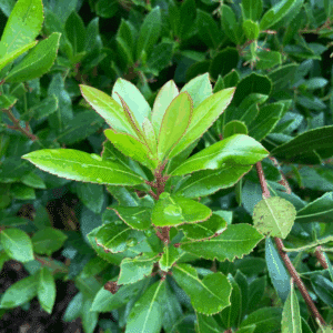 ARBUTUS unedo 'Compacta'