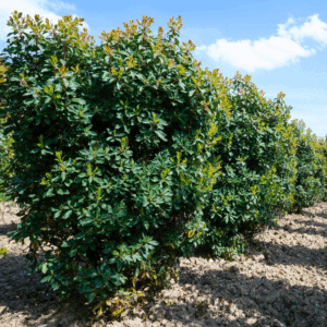 ARBUTUS x andrachnoides