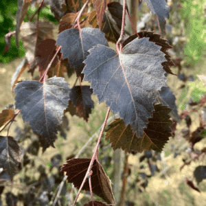 BETULA 'Crimson Frost'