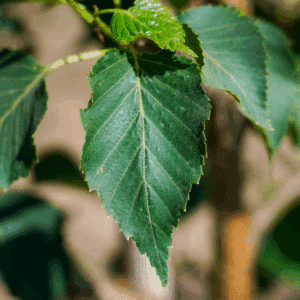 BETULA ermanii 'Blush'