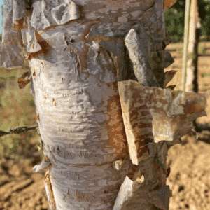 BETULA nigra 'Black Star'