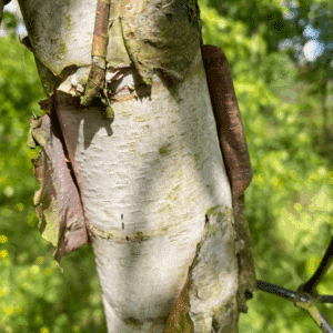 BETULA nigra 'Heritage'