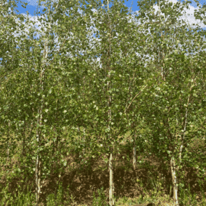 BETULA pendula 'Fastigiata'