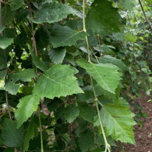 BETULA pendula 'Youngii'