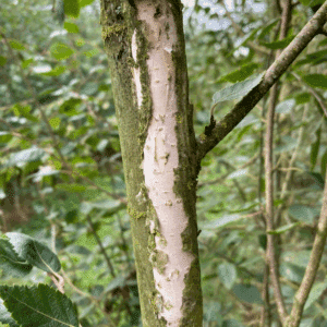 BETULA utilis