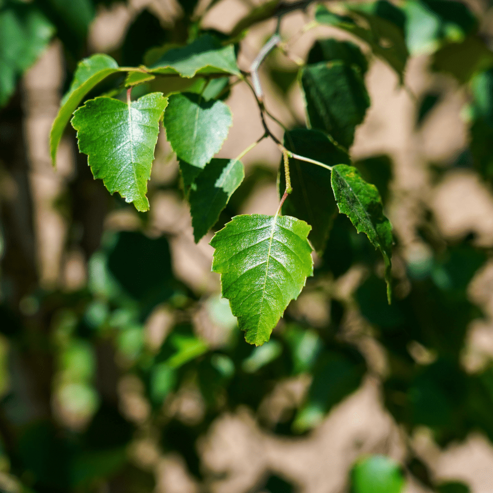 BETULA utilis 'subsp. albosinensis' – Image 2