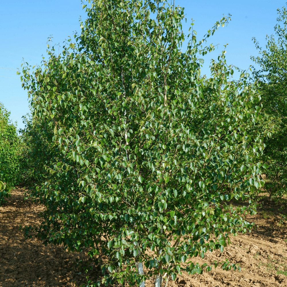 BETULA utilis 'subsp. albosinensis' – Image 7