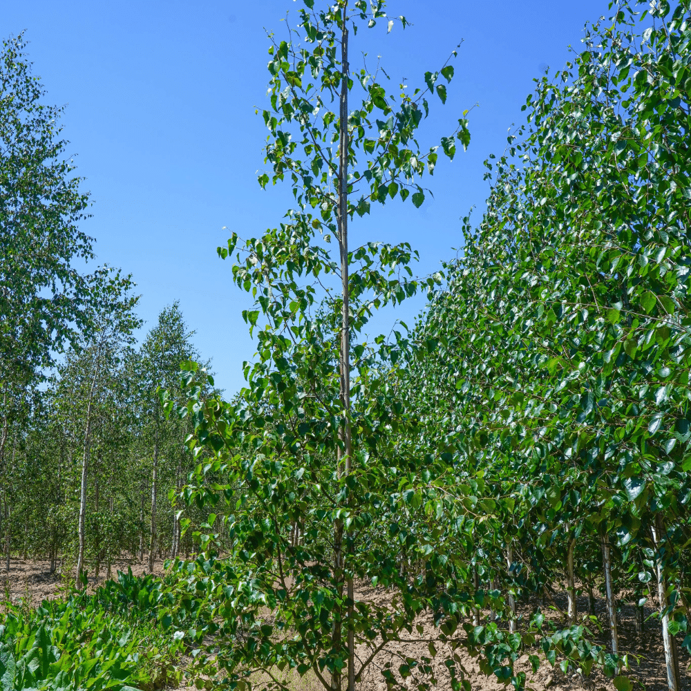 BETULA utilis 'subsp. albosinensis' – Image 4