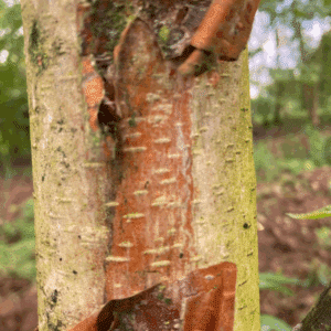 BETULA utilis subsp. albosinensis 'Fascination'